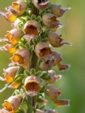 Digitalis ferruginea